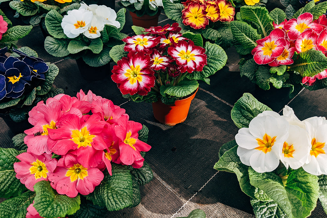Bring Beautiful Flowers To Your Home Garden