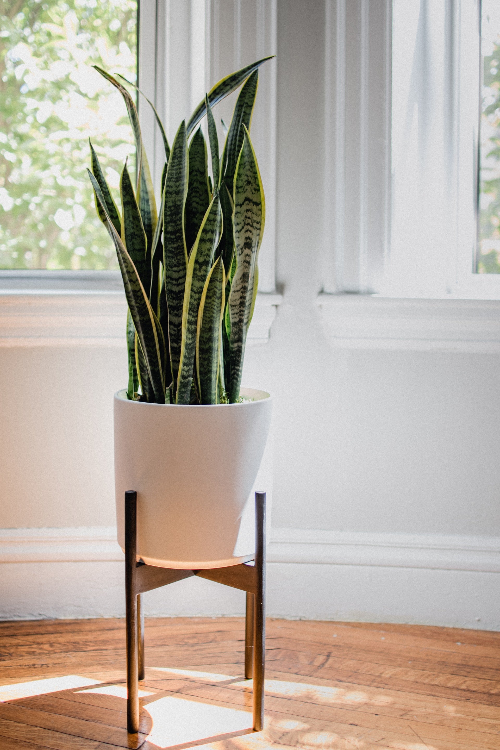 How one can Develop and Take Care of a Snake Plant: The Final Information