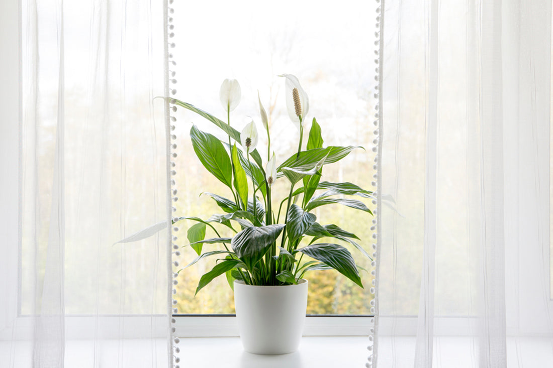 High 11 Indoor Vegetation That Have Air Purifying Qualities