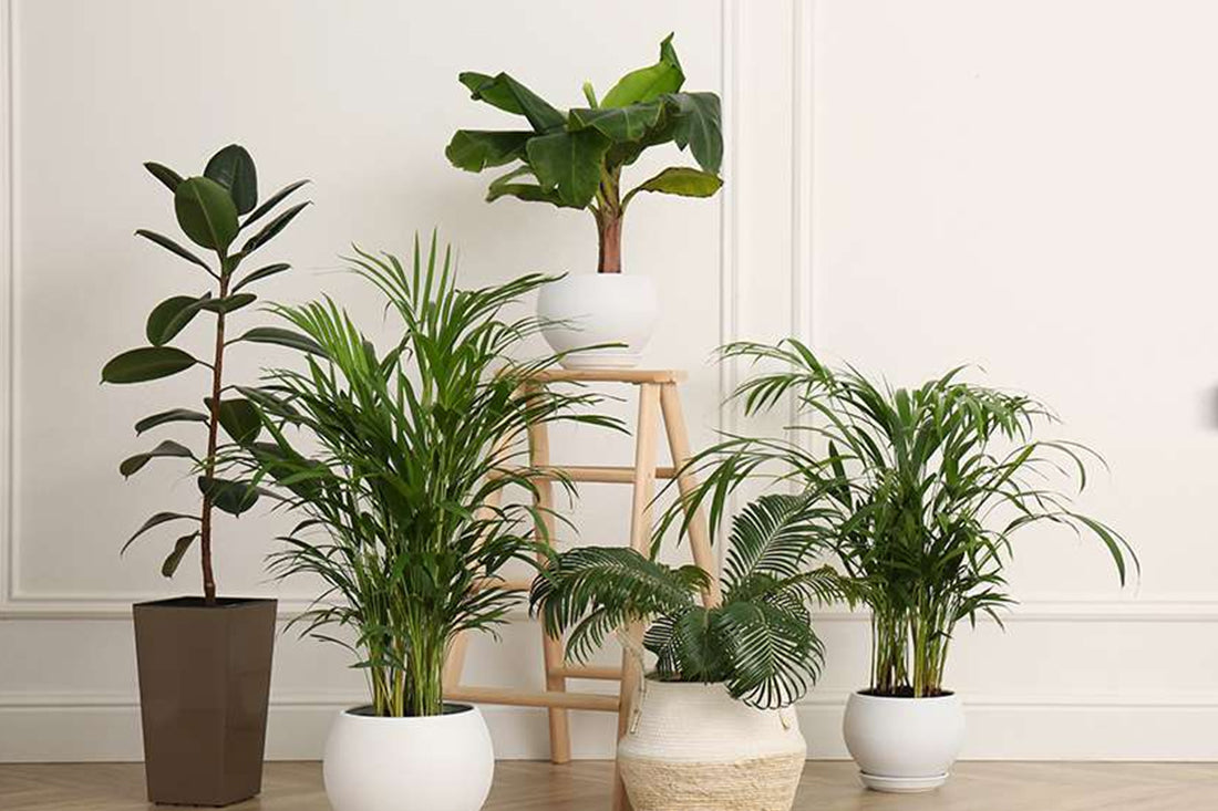 Indoor Plant Pots: All You Need to Know