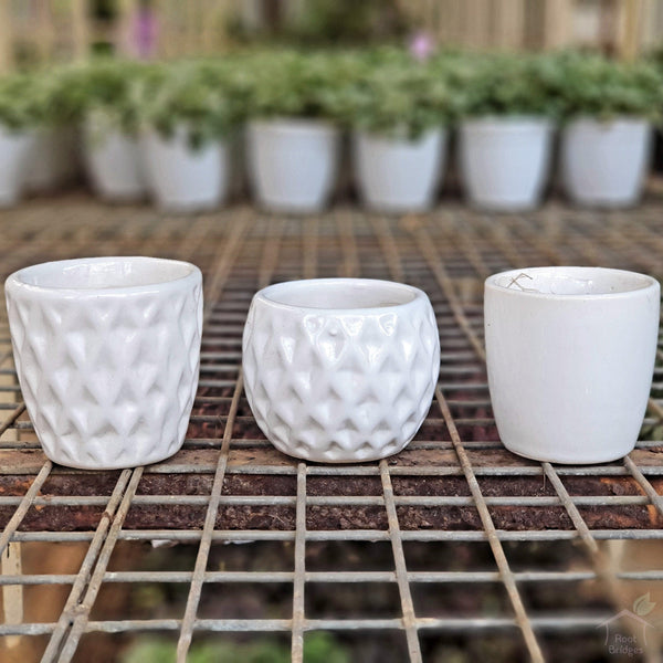2.5" White Ceramic Succulent Pots (Pack of 3)-Pots-Root Bridges