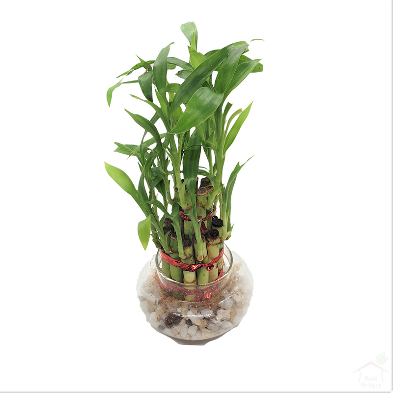 Two-Layer Tall Lucky Bamboo Feng Shui Plant-Foliage Plants-Root Bridges
