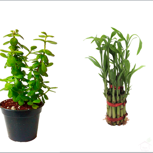 Good Luck Feng Shui Pack (2 Plants)-Root Bridges