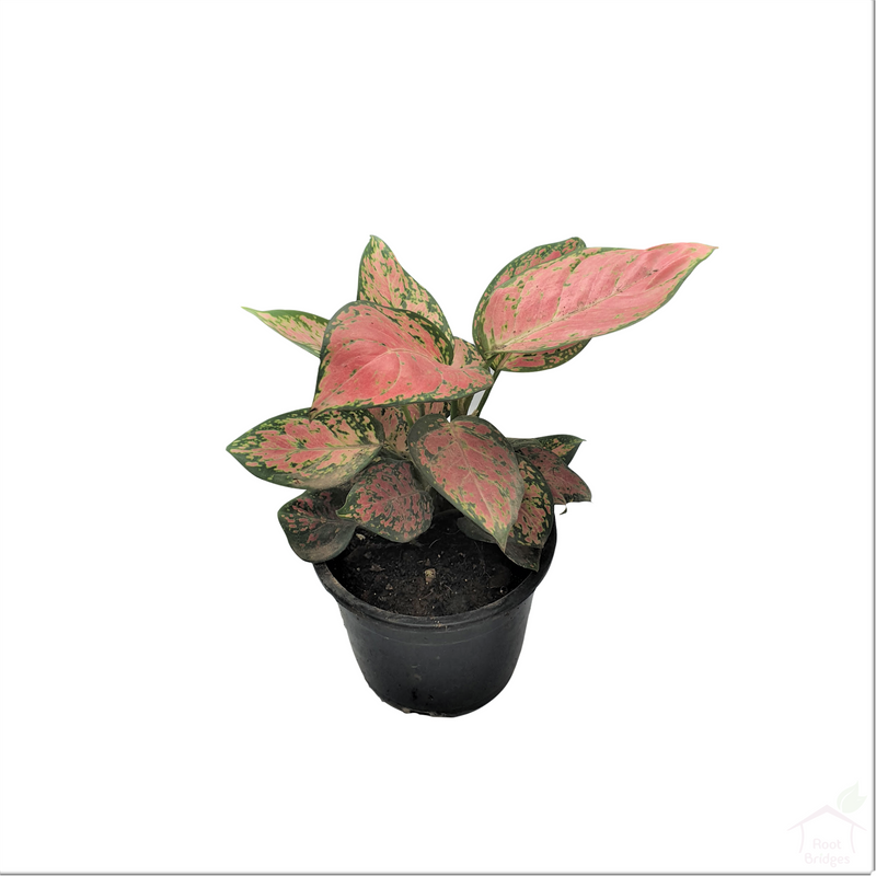 Aglaonema 'Pink Anyamanee'-Foliage Plants-Root Bridges