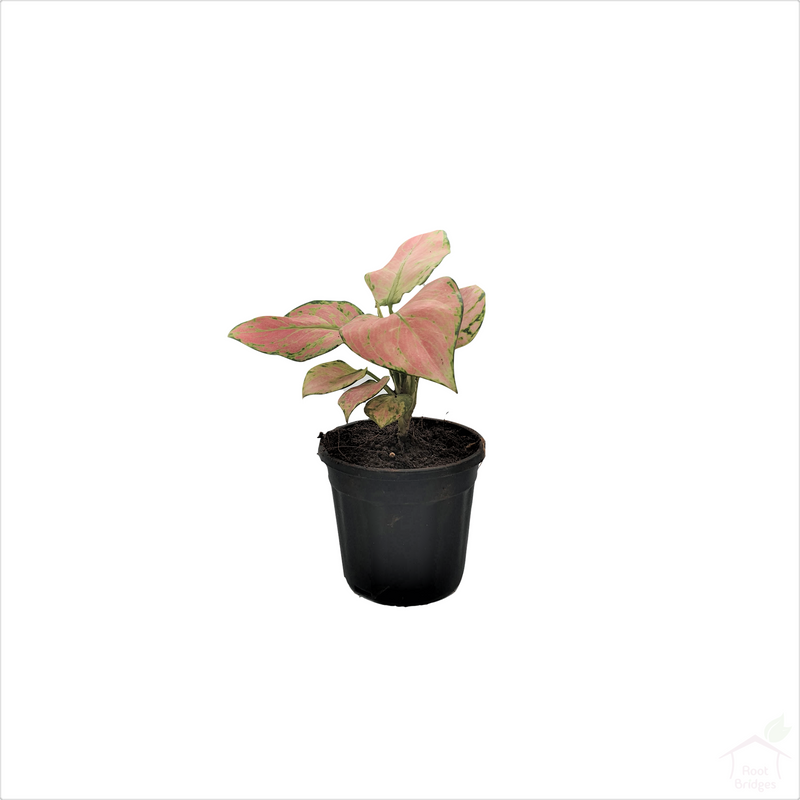 Aglaonema 'Pink Anyamanee'-Foliage Plants-Root Bridges