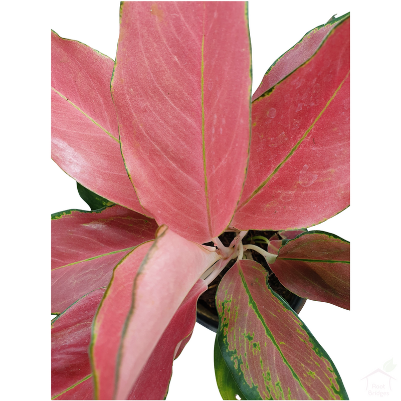 Aglaonema 'Pink Beauty' Plant-Foliage Plants-Root Bridges