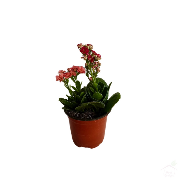 Kalanchoe (Assorted Colours)-Flowering Plants-Root Bridges