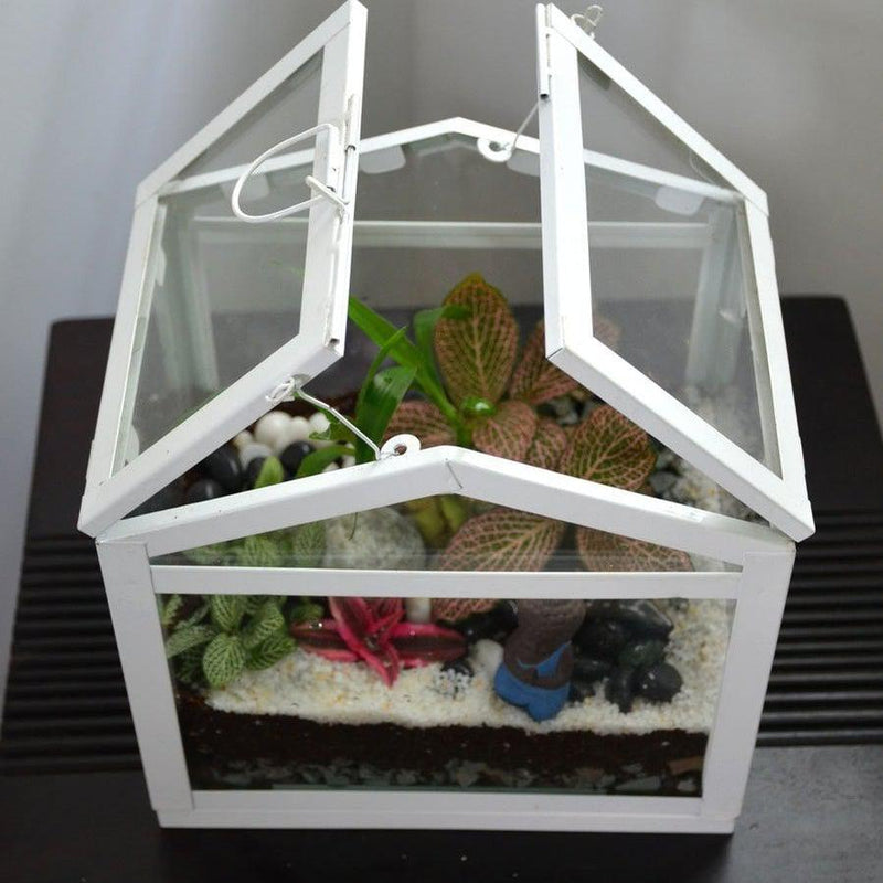 Sun Room Terrarium Glass Pot-Pots-Root Bridges