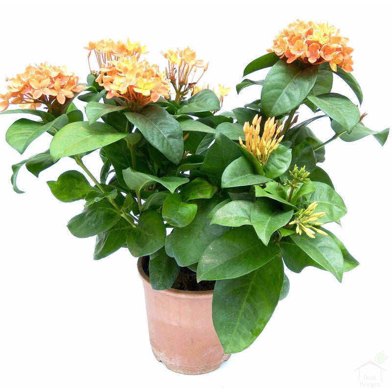Flowering Plants Ixora