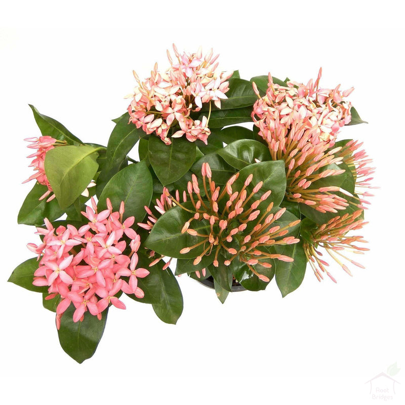 Flowering Plants Pink Ixora