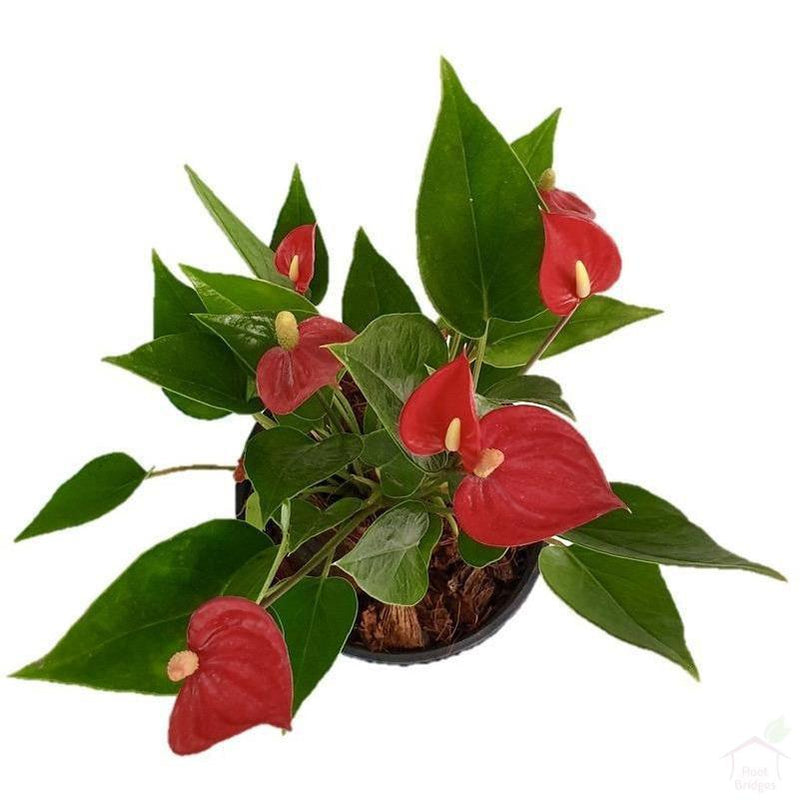 Flowering Plants Red Anthurium