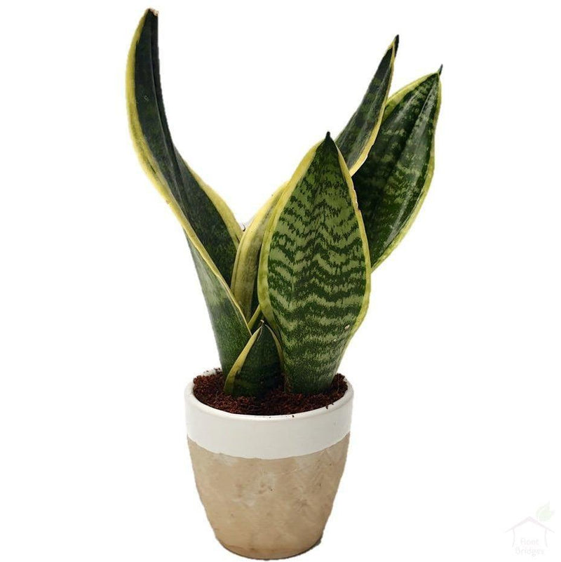Foliage Plants 3.5" Ceramic Pot Snake Plant Superba