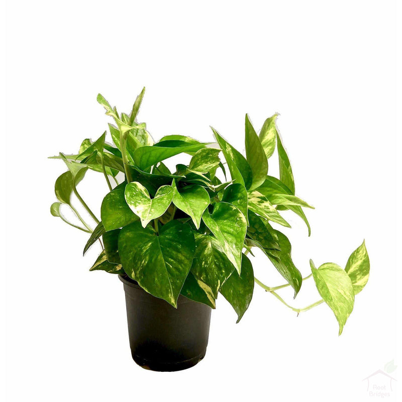Foliage Plants 4" Green Money Plant