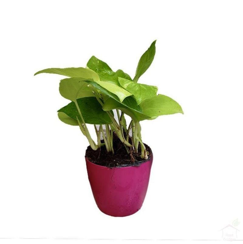 Foliage Plants 4" Pink Valencia Pot Golden Money Plant