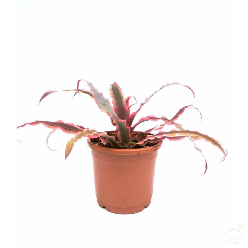 Foliage Plants 4" Plastic Pot Red Cryptanthus
