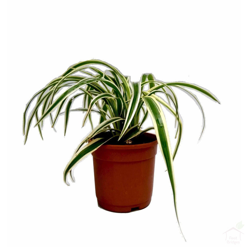 Foliage Plants 4" Plastic Pot Spider Plant