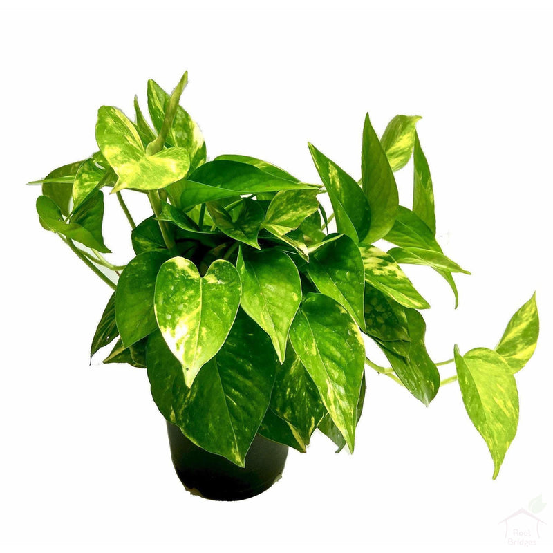 Foliage Plants Green Money Plant