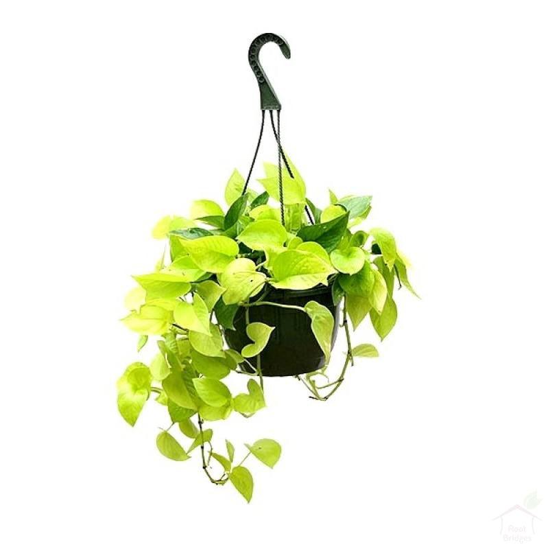 Foliage Plants Hanging Basket Golden Money Plant