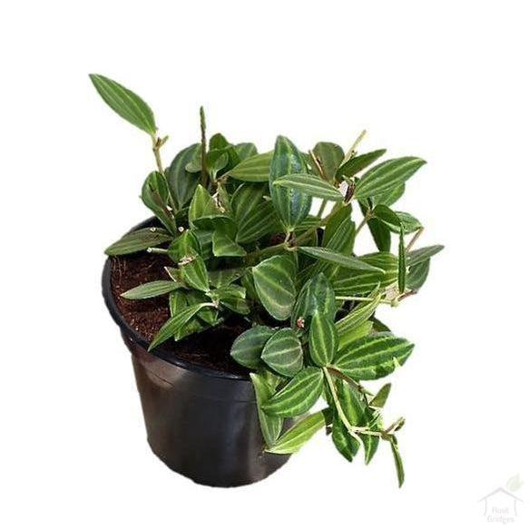 Peperomia Succulent Plants (Pack 4 ) (Pots Included)-Succulent-Root Bridges