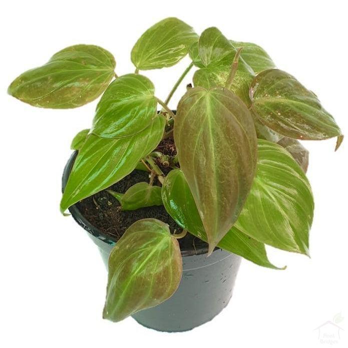 Foliage Plants Philodendron Black Gold