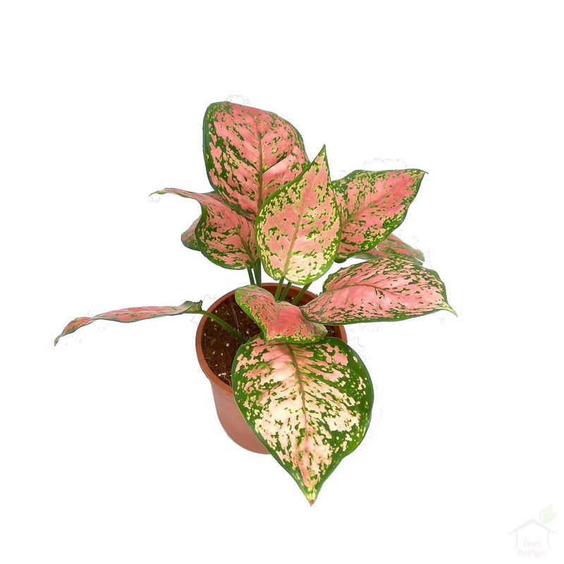 Foliage Plants Pink Aglaonema