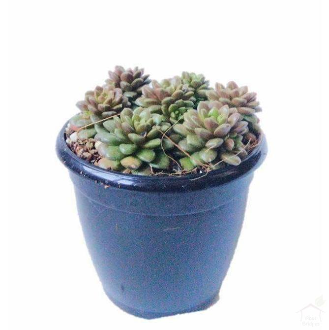 Succulent 3.5" Plastic Pot Sedum Little Gem Succulent