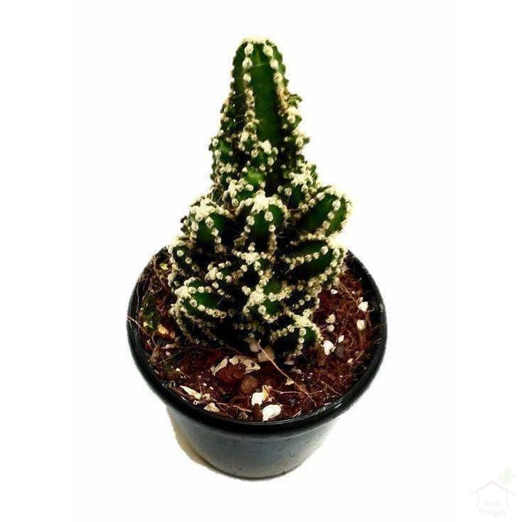 Succulent Cereus Cactus Florida Succulent Plant