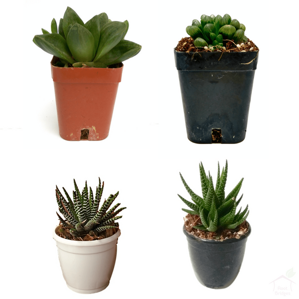 Succulent Haworthia Succulent Plant Pack (4 Plants)