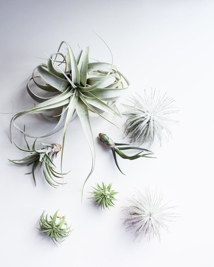 All You Need To Know About Tillandsia Air Plants
