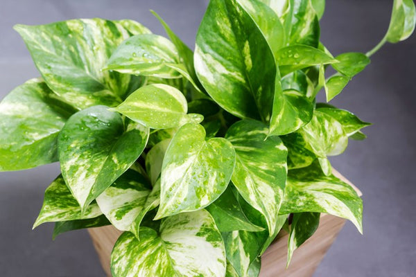 12 Best Air Purifying Plants to Keep your Indoor Air Clean Root