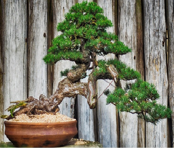 Benefits of Bonsai Tree on your Body and Soul