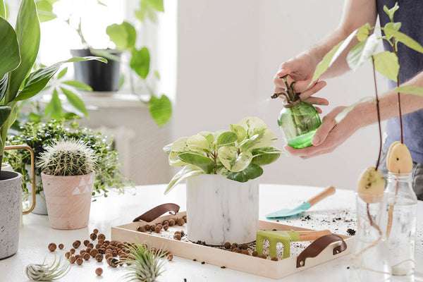 Taking Care Of Indoor Plants 