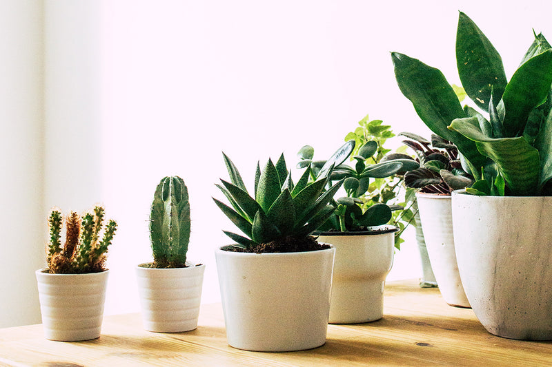 Improve the Air Quality With Air Purifying Indoor Plants