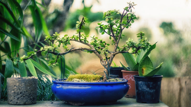 Miniature Gardening: Tips & Benefits