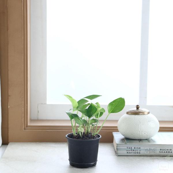 Tips to Grow & take care of the Braided Money Plant