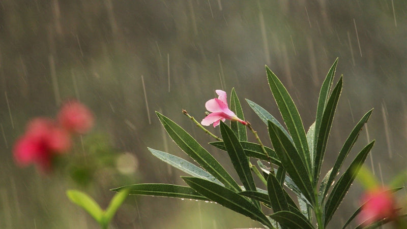 Plant caring tips in monsoon
