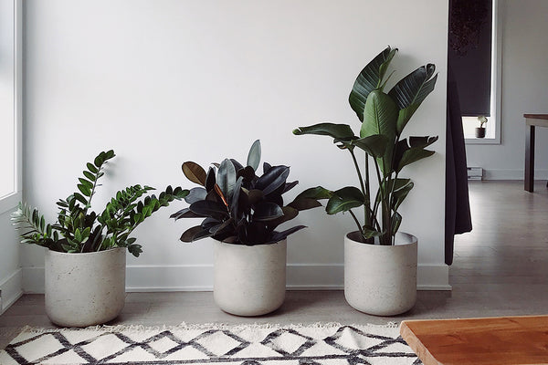 The Best Indoor Plants That Easily Purify The Air In Your Home