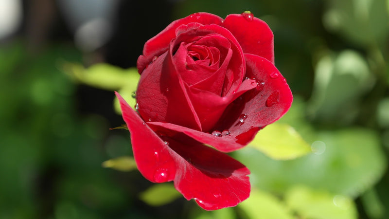 Tips for Taking Care of Your Rose Plants