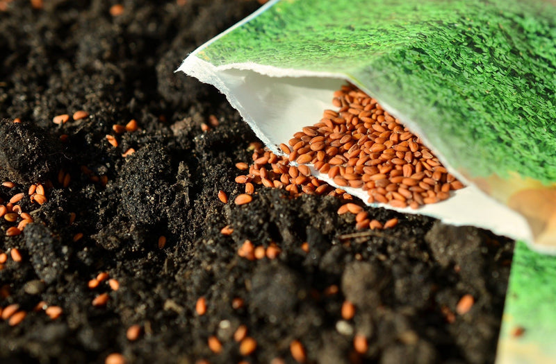 All you Need to Know About Sowing Seeds