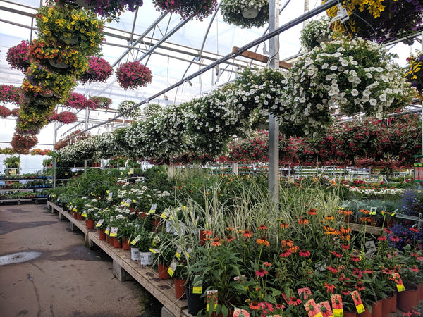 5 Things No Plant Nursery Will Tell You