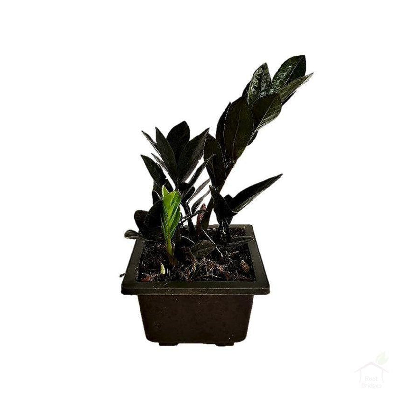 Black ZZ 'Raven' Plant-Foliage Plants-Root Bridges