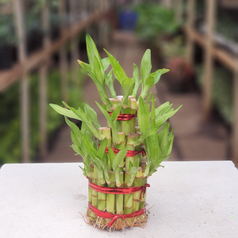 Three-Layer Lucky Bamboo Feng Shui Plant-Foliage Plants-Root Bridges