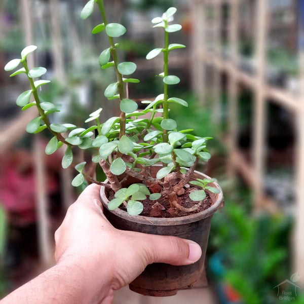 Green Jade Lucky Feng Shui Plant-Foliage Plants-Root Bridges