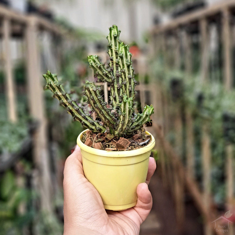 Euphorbia Aeruginosa-Succulent-Root Bridges