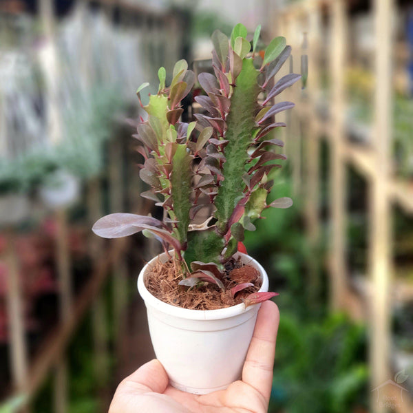 Euphorbia Rubra Cactus-Succulent-Root Bridges