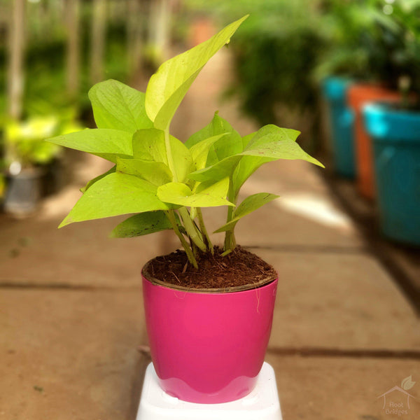 Buy Money Plant Sapling (1pc) - Rs.69/- sale online India