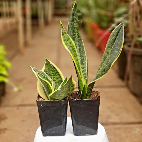 Sansevieria Snake Plant Pack (2 Plants)-Foliage Plants-Root Bridges