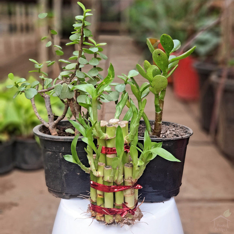 Good Luck Feng Shui Pack (3 Plants)-Potted Houseplants-Root Bridges