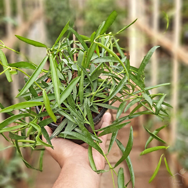 Hoya Longifolia-Foliage Plants-Root Bridges