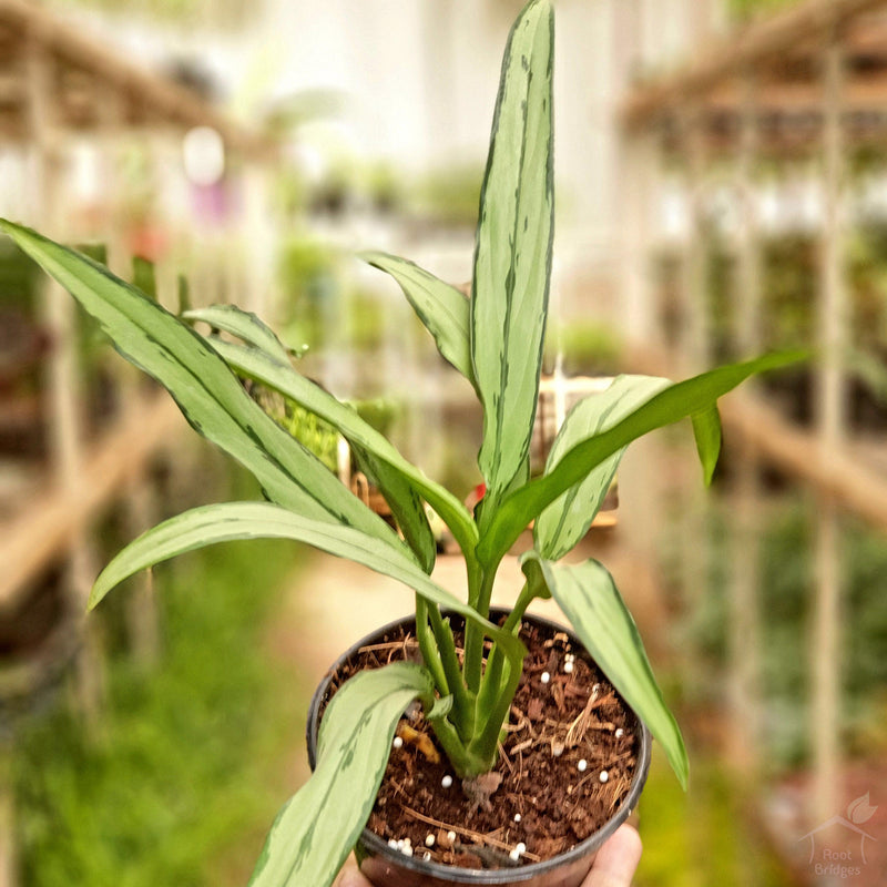 Aglaonema Cutlass Indoor Plant-Foliage Plants-Root Bridges